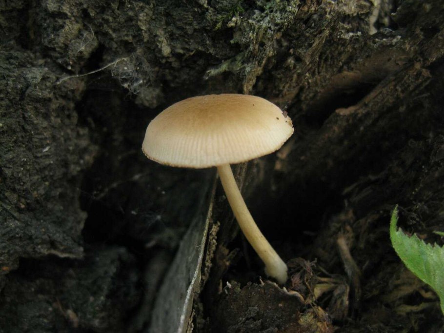 Pluteus semibulbosus