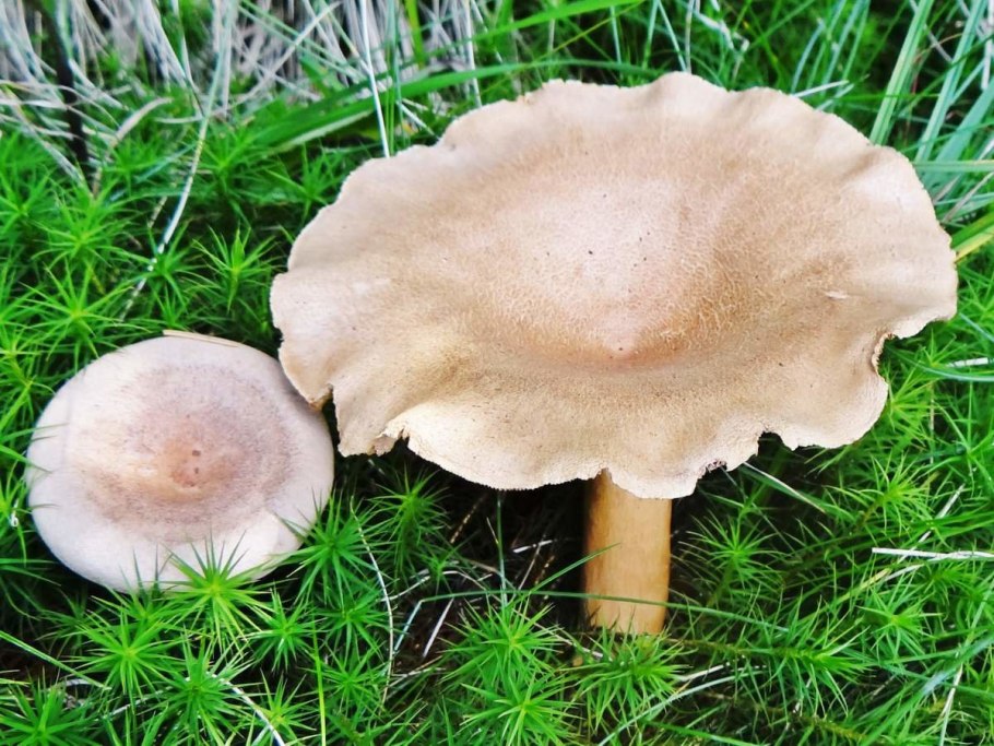 Млечник серо-розовый Lactarius helvus