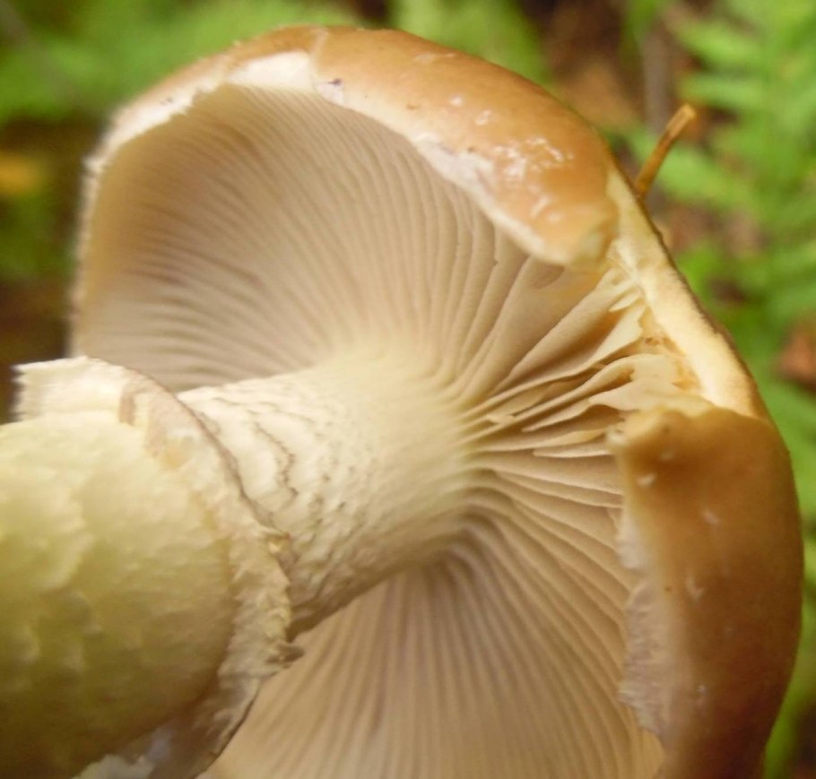 Шляпочные пластинчатые грибы съедобные