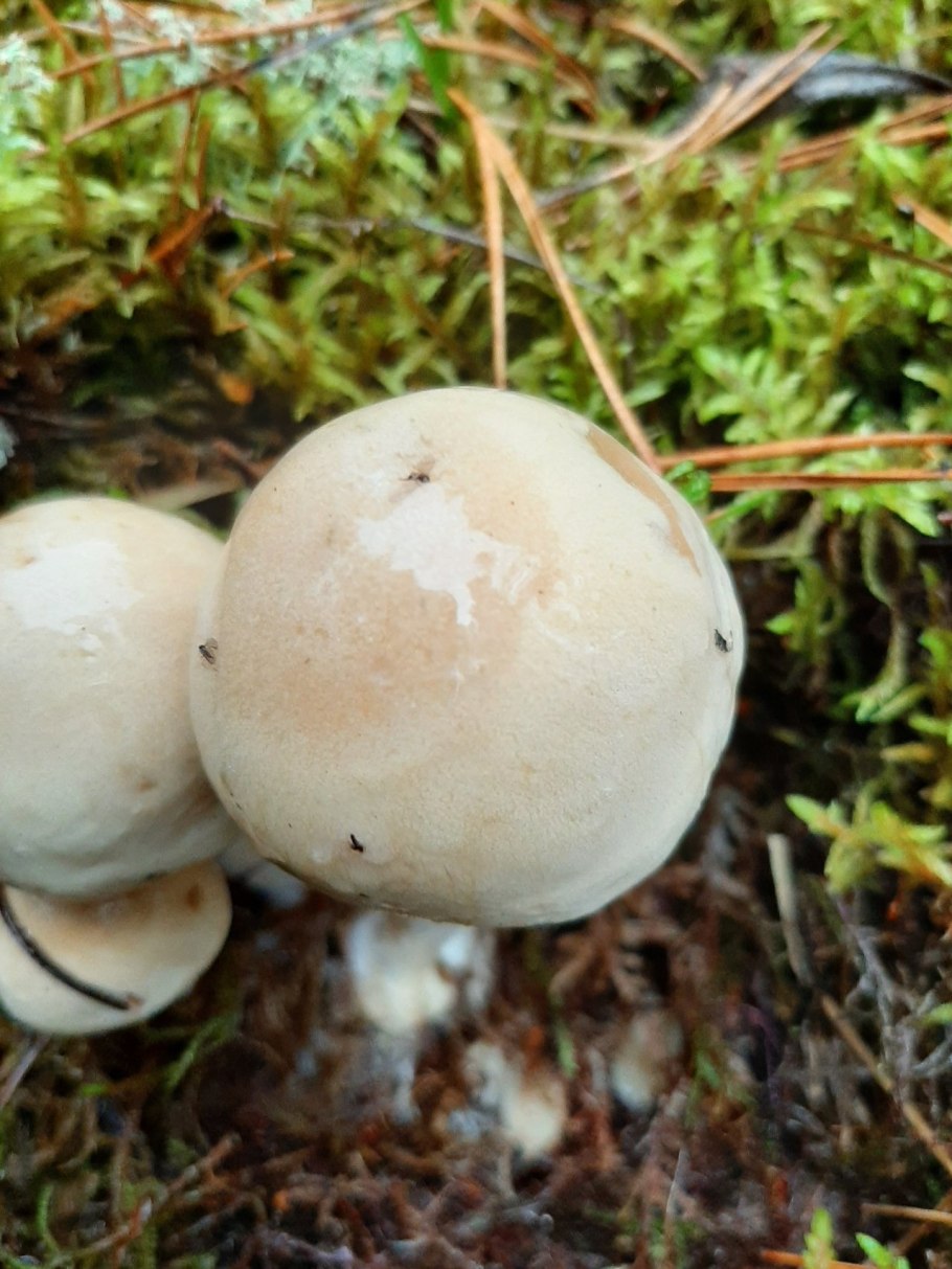 Гриб гебелома клейкая