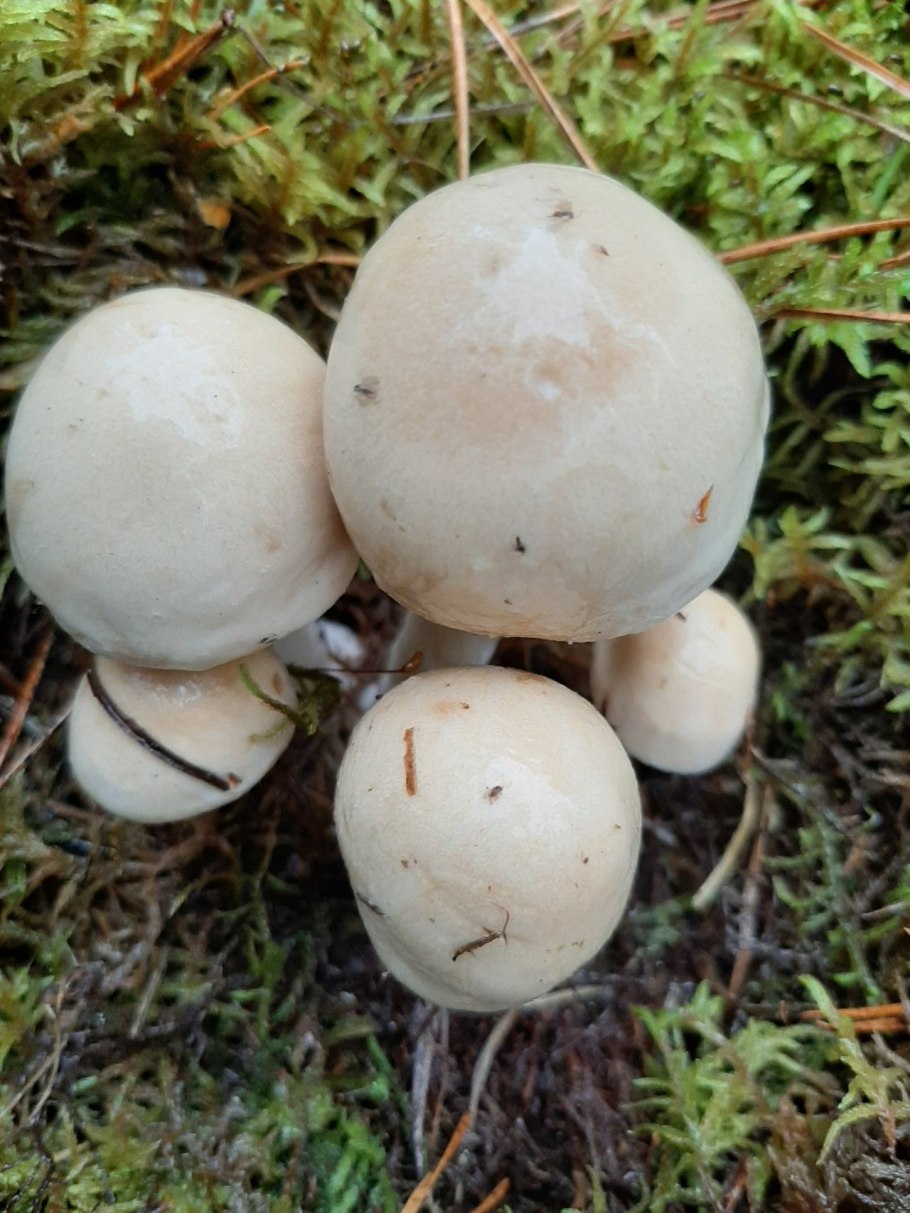 Гебелома клейкая Валуй ложный