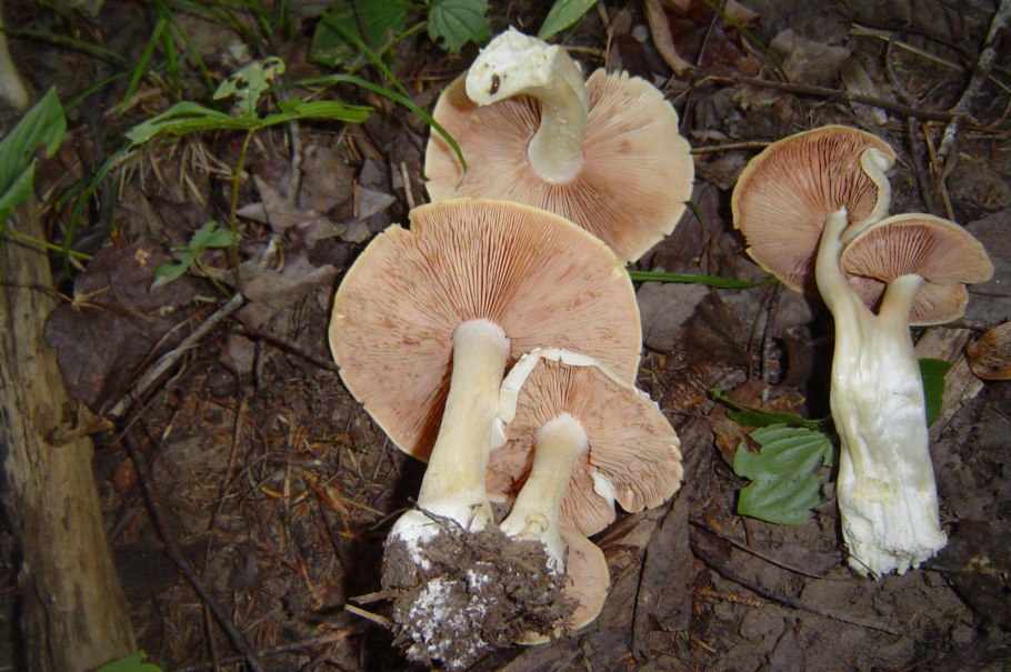 Гебелома бурая