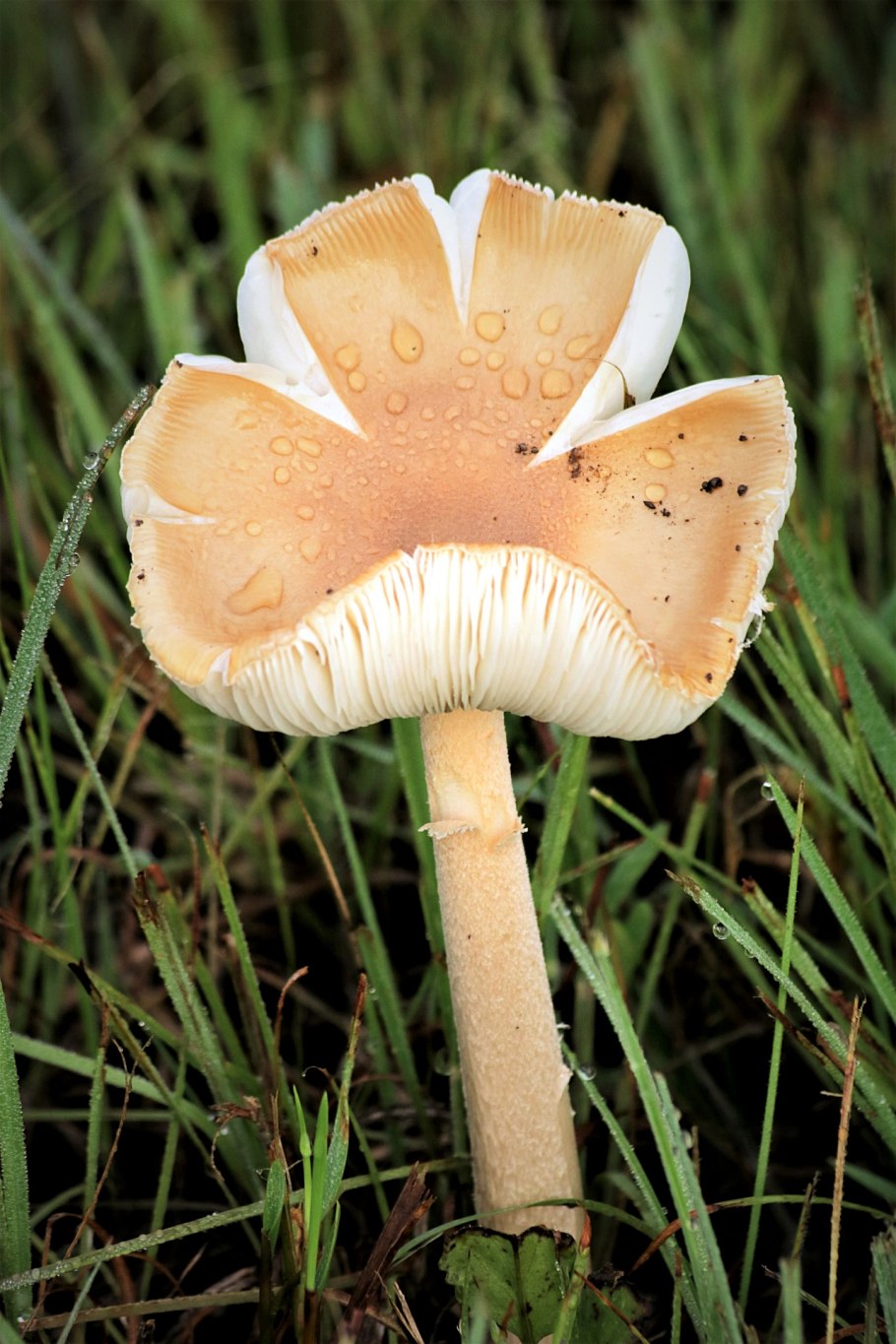 Поганка коричневая