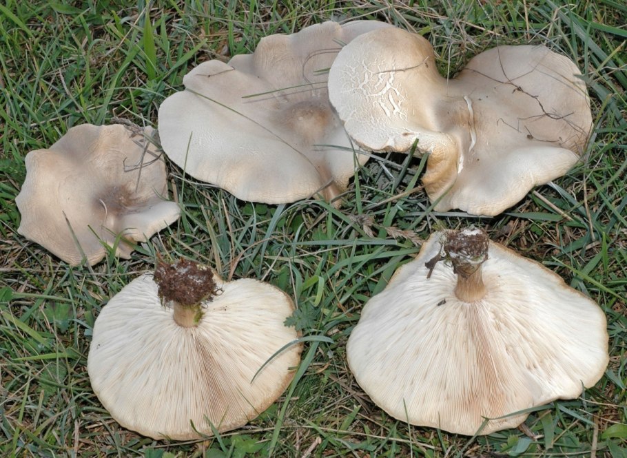 Грибы Меланолеука коротконожковая