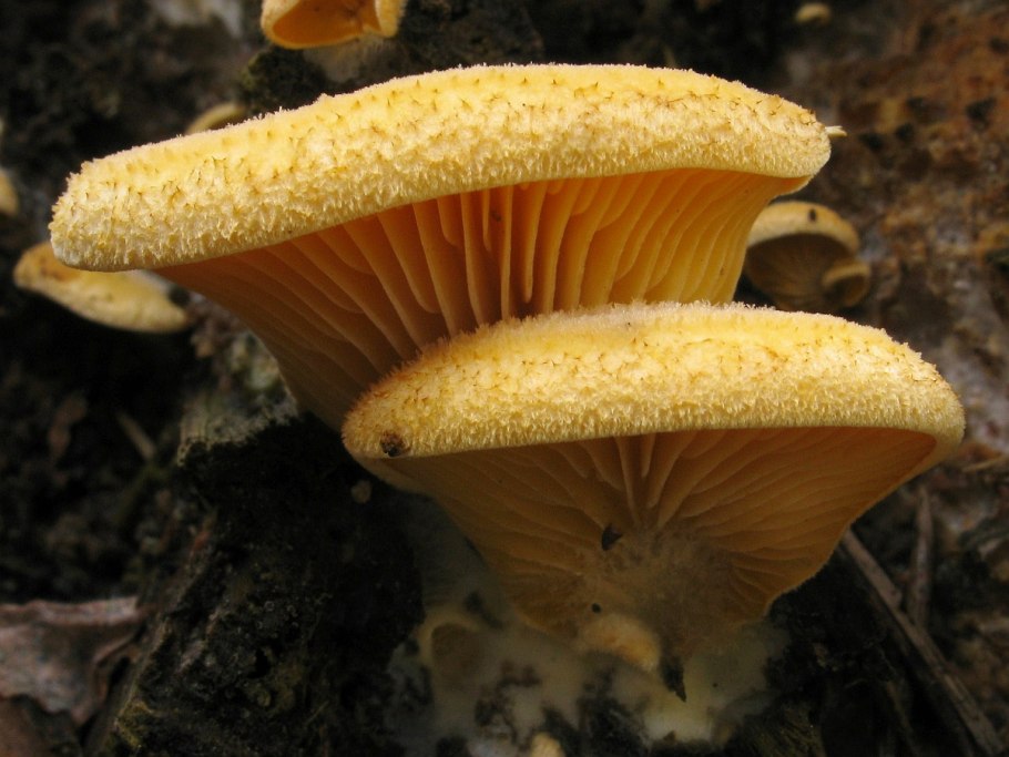 Оранжевая вешенка Phyllotopsis