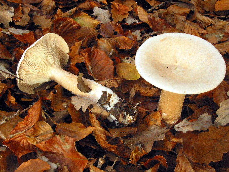 Говорушка подогнутая (Clitocybe geotropa)