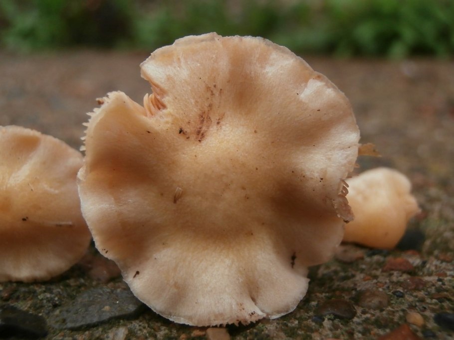 Гриб пластинчатый кремового цвета