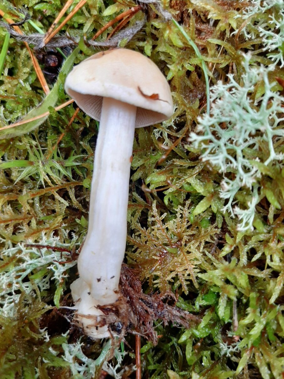 Гебелома клейкая Валуй ложный