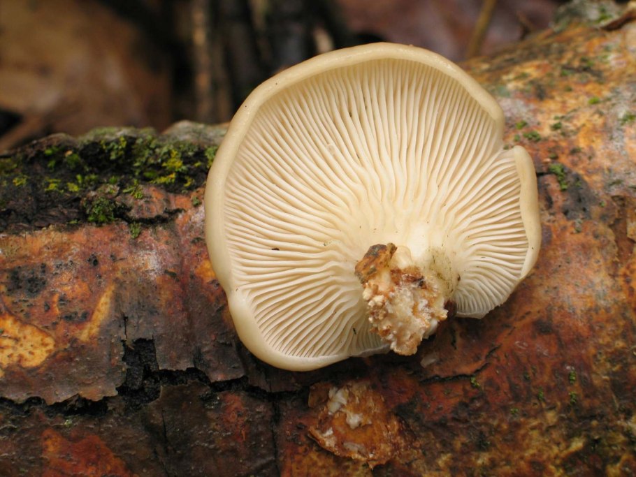 Вешенка легочная Pleurotus pulmonarius