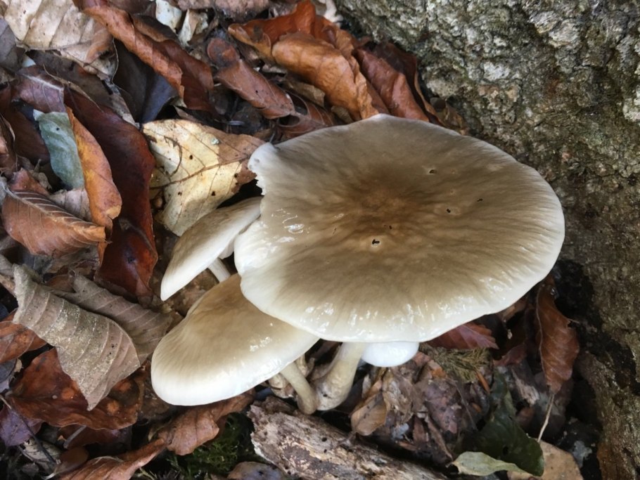 Удемансиелла слизистая гриб