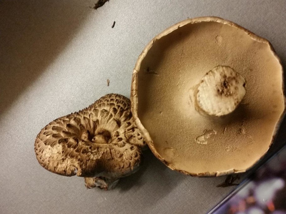 Саркодон шероховатый