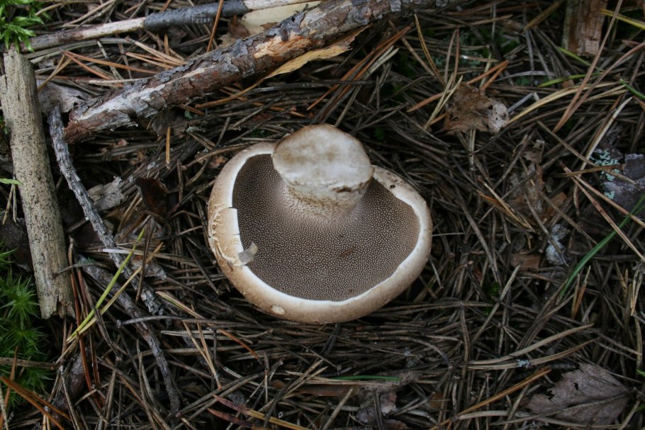 Ежовик шероховатый Sarcodon scabrosus