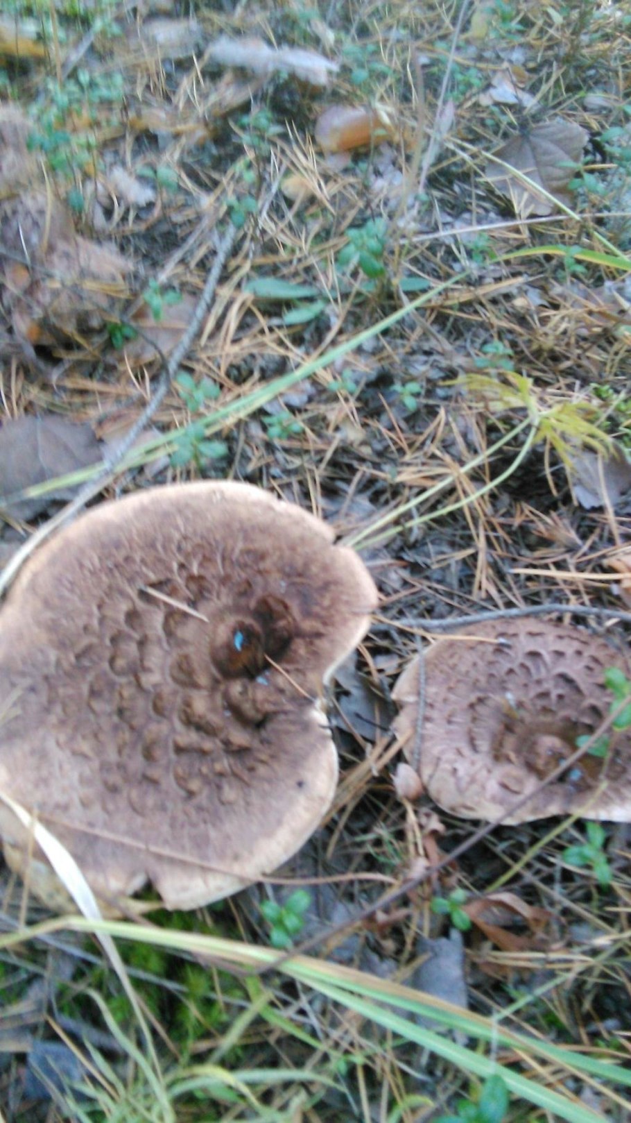 Саркодон шероховатый