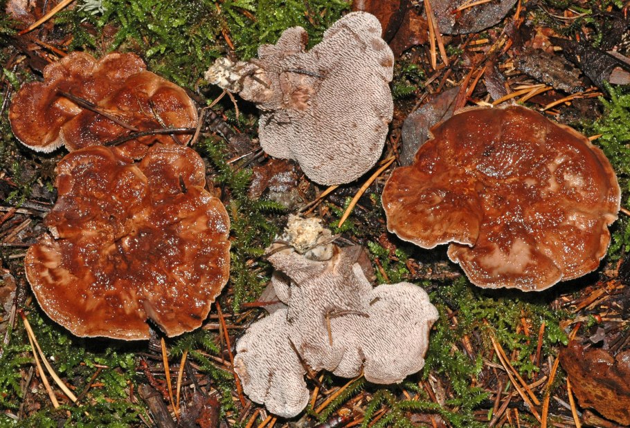 Гриб шляпка в форме чешуи