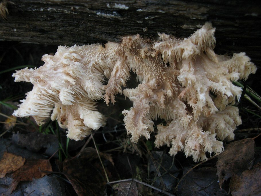 Папоротник ежовик