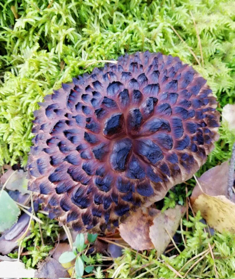 Папоротник ежовик