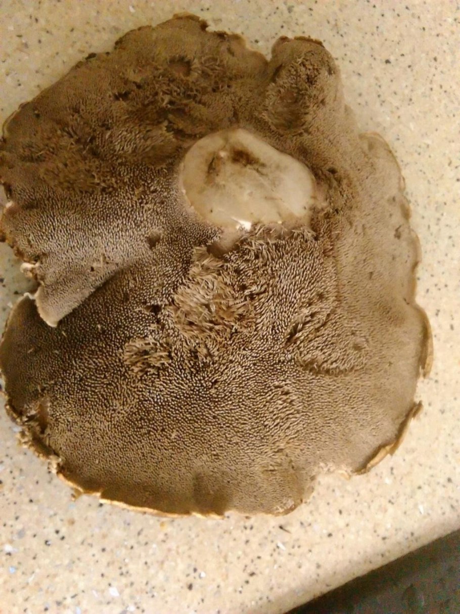 Гриб Саркодон чешуйчатый