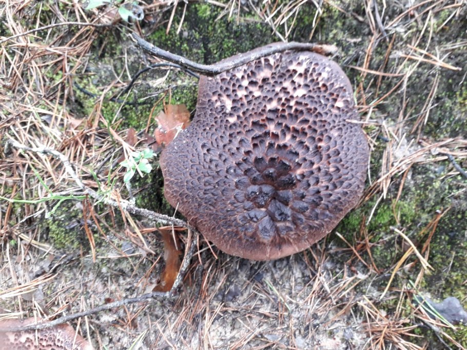 Ежовик пластинчатый