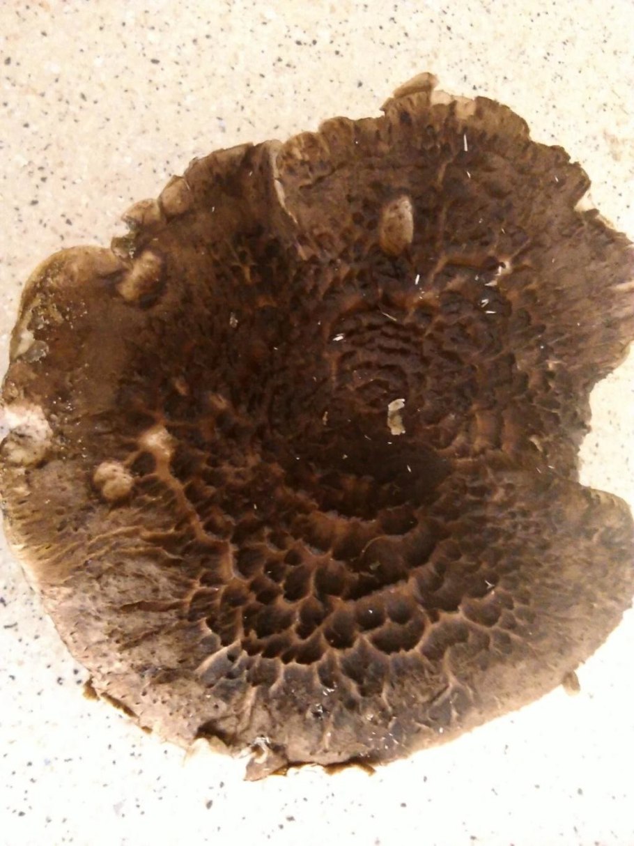 Ежовик Сосновый гриб