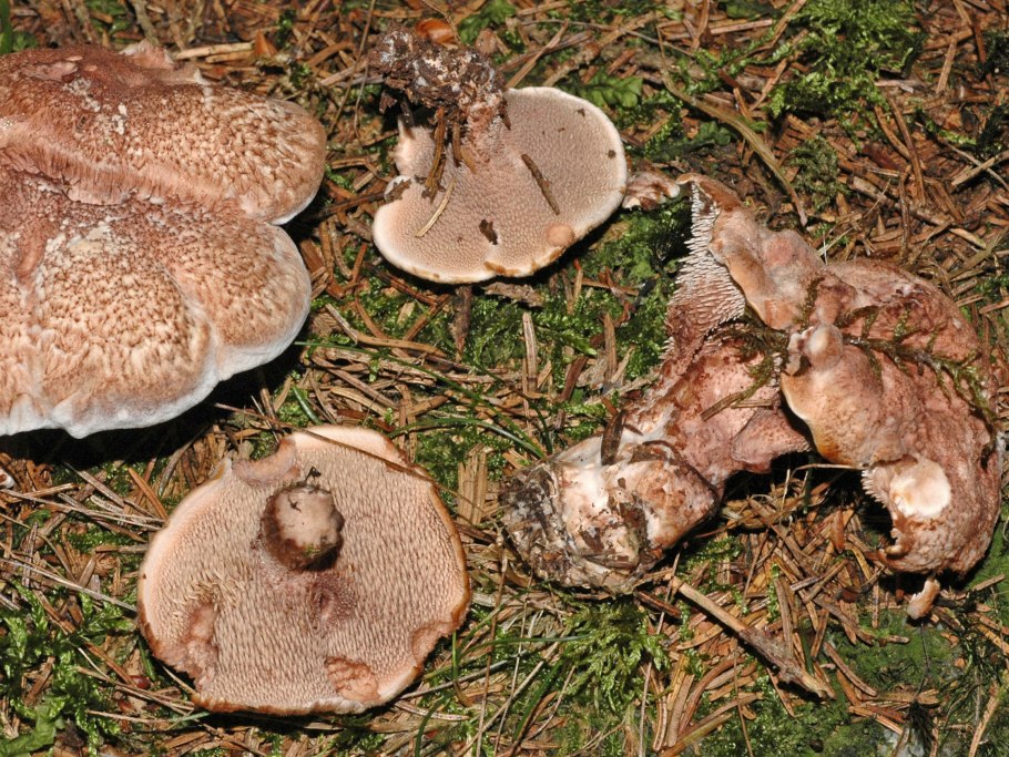 Ежовик синеножковый Sarcodon glaucopus