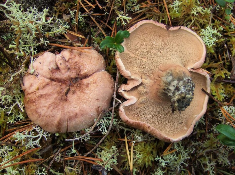 Гриб ежовик Медвежье ухо