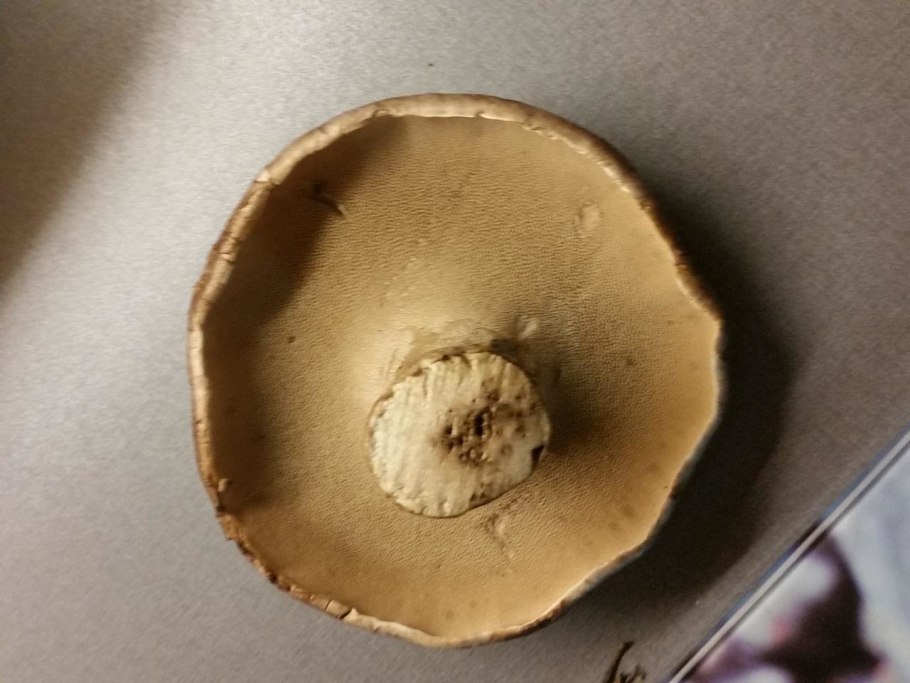 Гриб ежовик черепитчатый