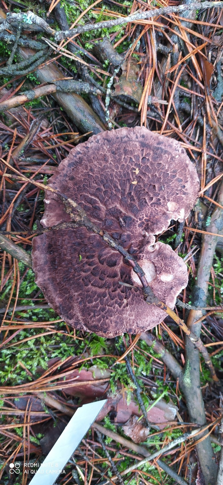 Ежовик пестрый гриб