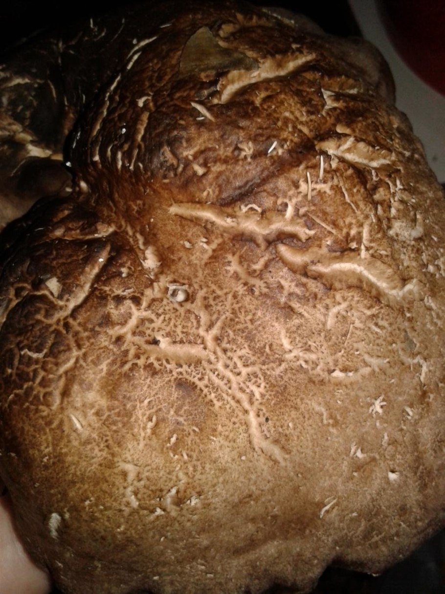 Ежевик пестрый (Sarcodon imbricatus)