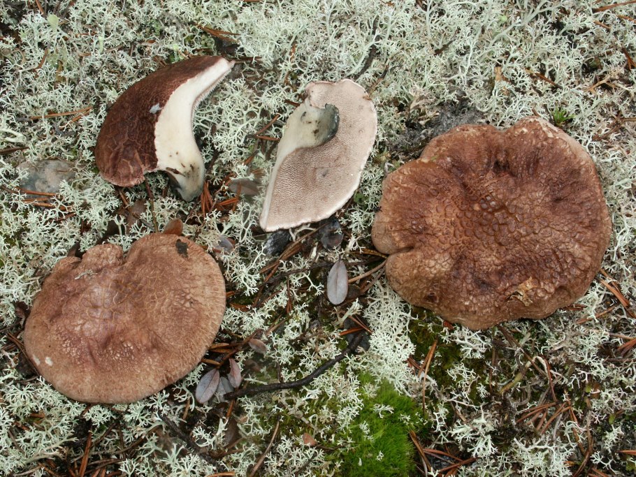 Гриб ежовик ежовик