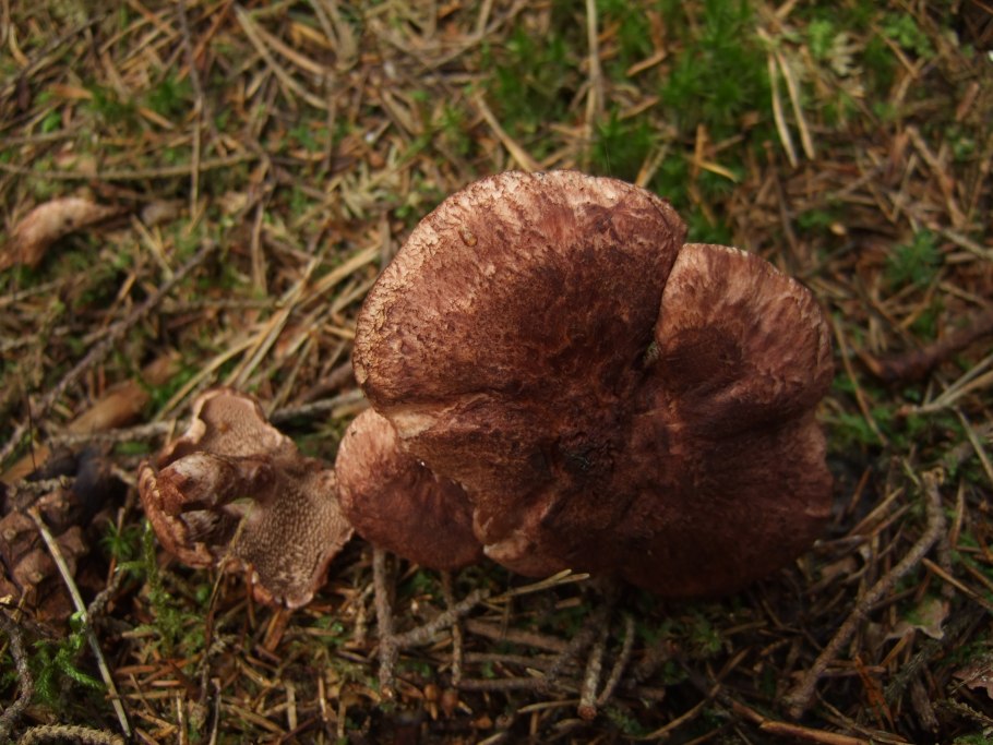 Ежовик пестрый гриб