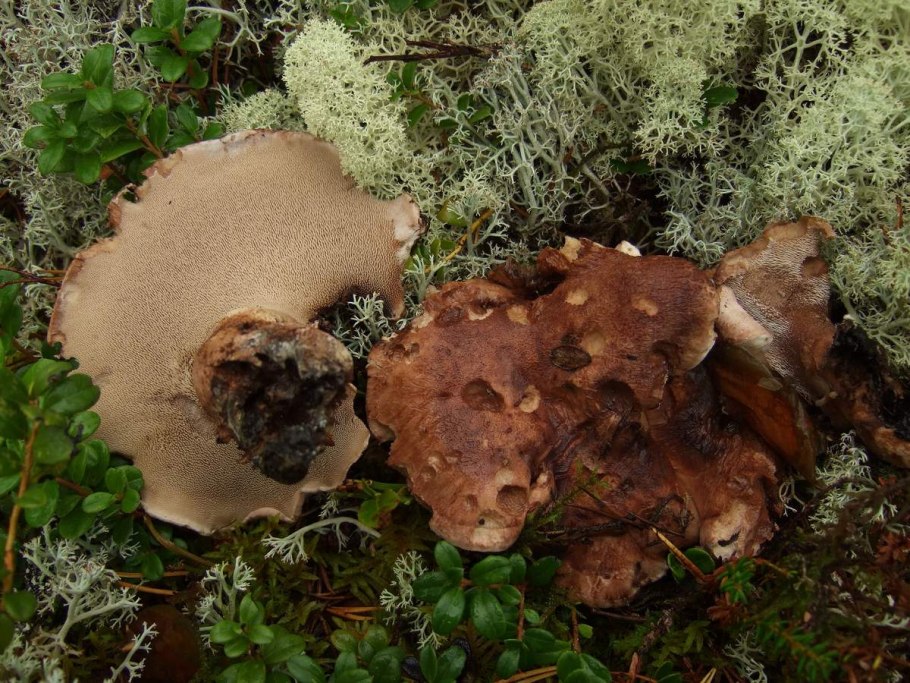 Ежовик гриб гименофор