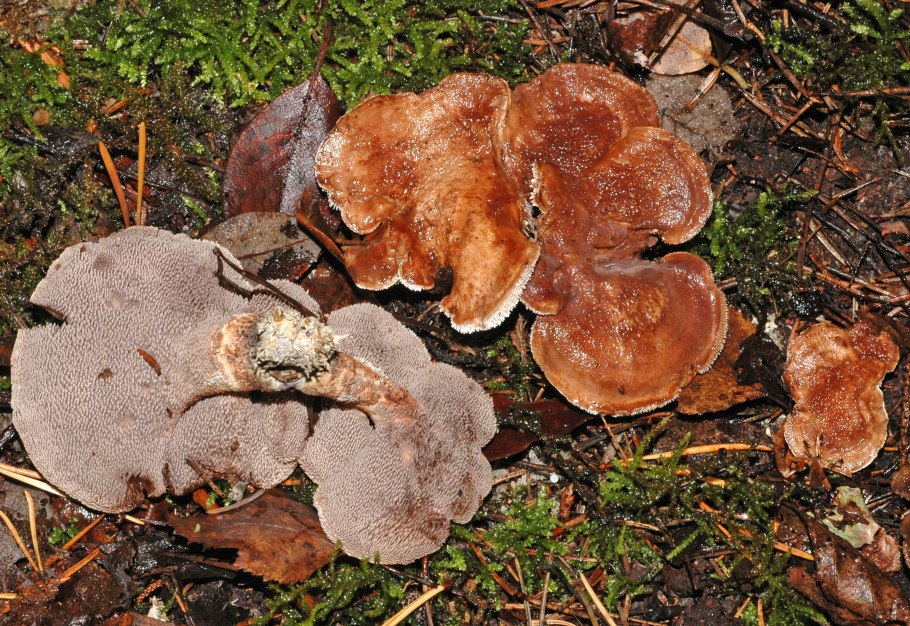 Ежовик Сосновый гриб