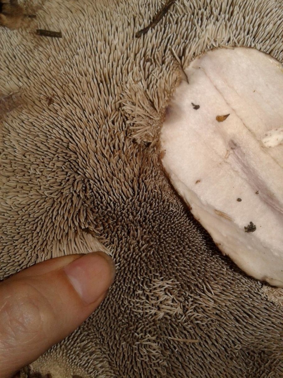 Ежовик черепитчатый