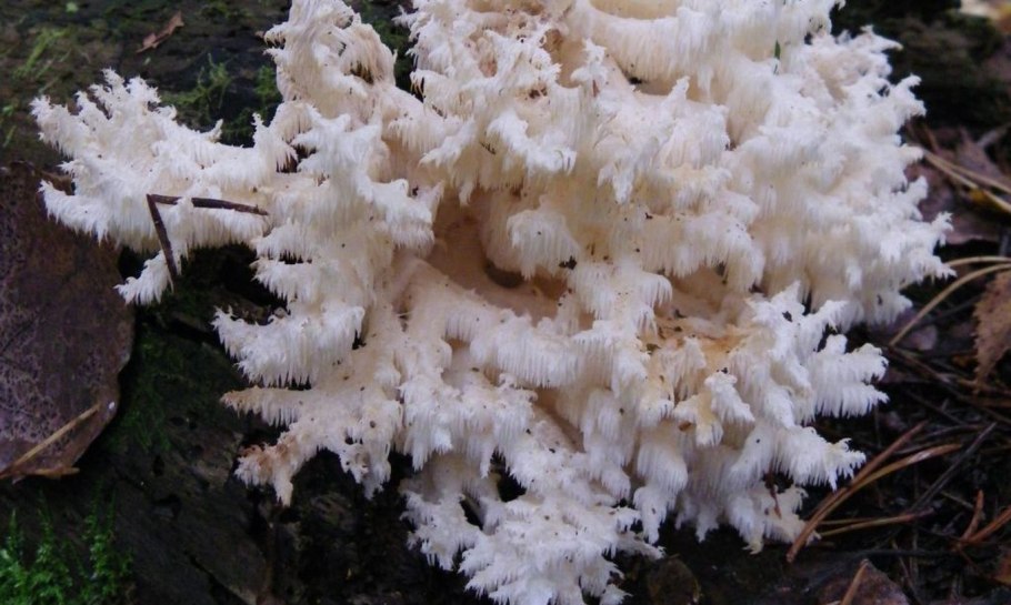 Грибы ежовик жёлтый