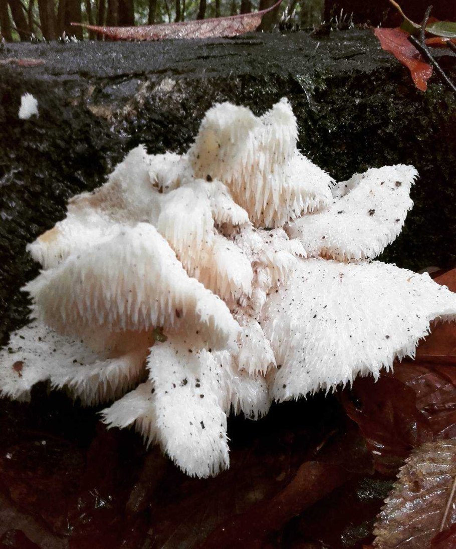 Редкий гриб в уральских лесах