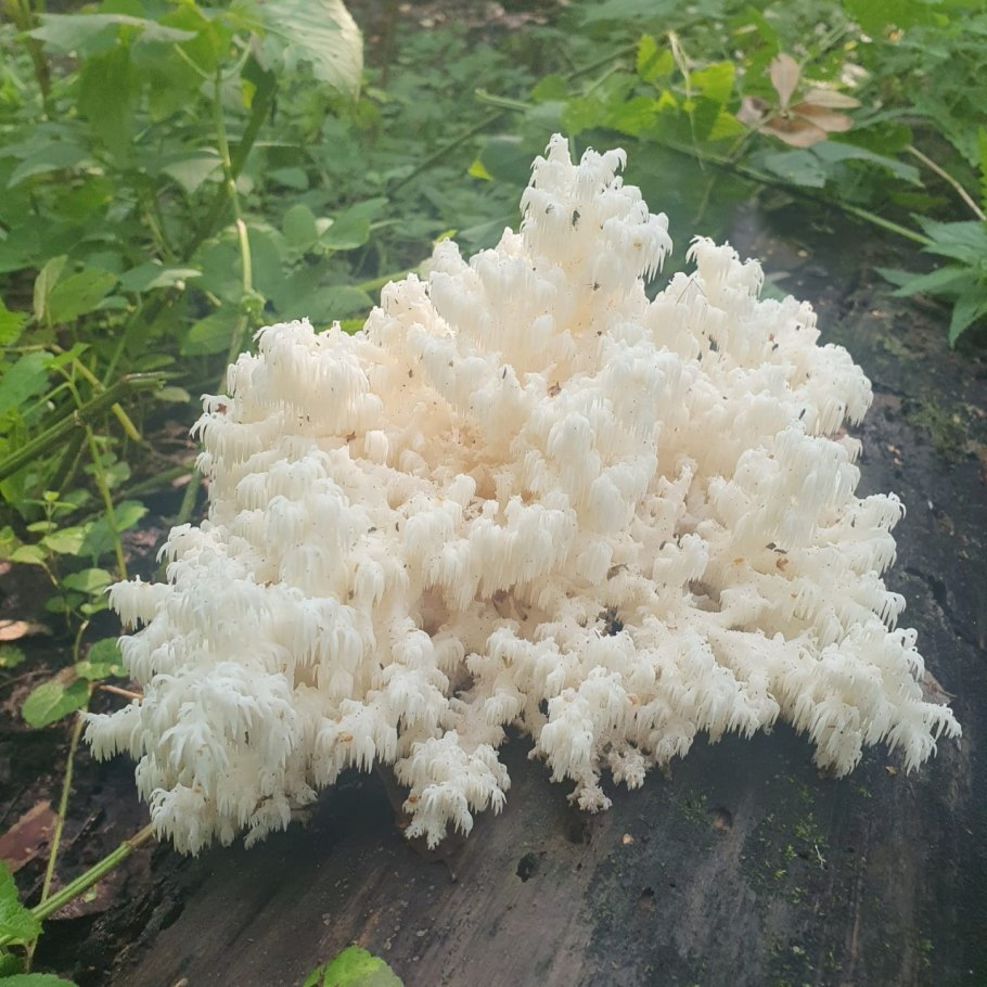 Ежовик пестрый черепитчатый