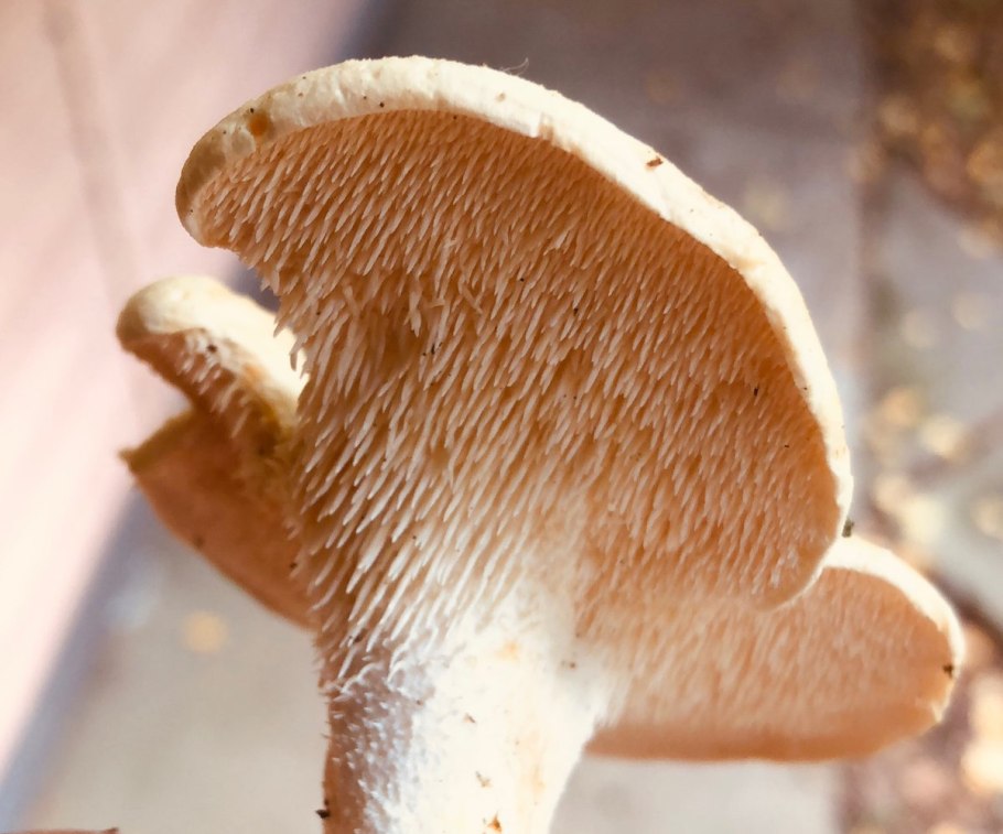 Рисунок ежовик коралловидный