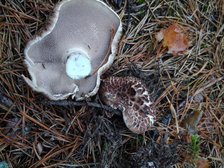 Гриб ежовик черепитчатый