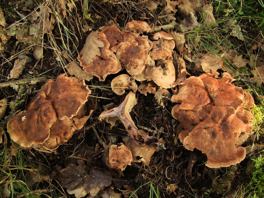 Гриб шероховатый как напильник