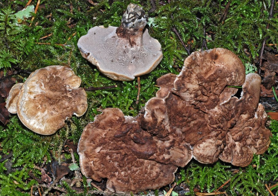 Ежовик синеножковый Sarcodon glaucopus