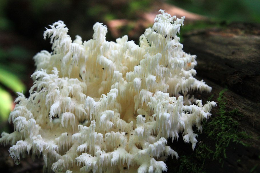 Ежовик коралловидный сушеный