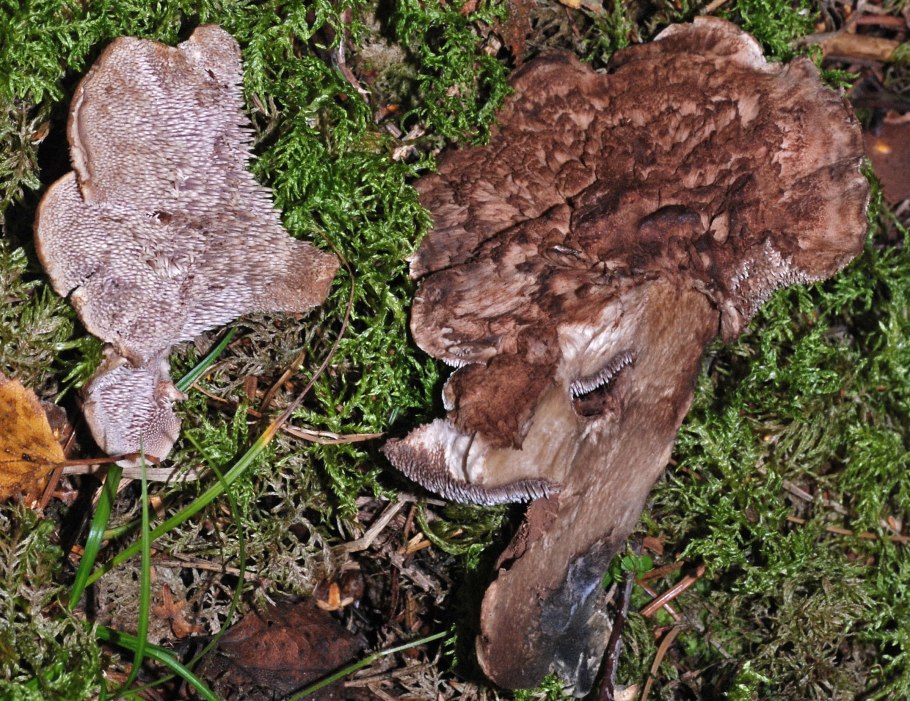 Гриб ежовик шероховатый