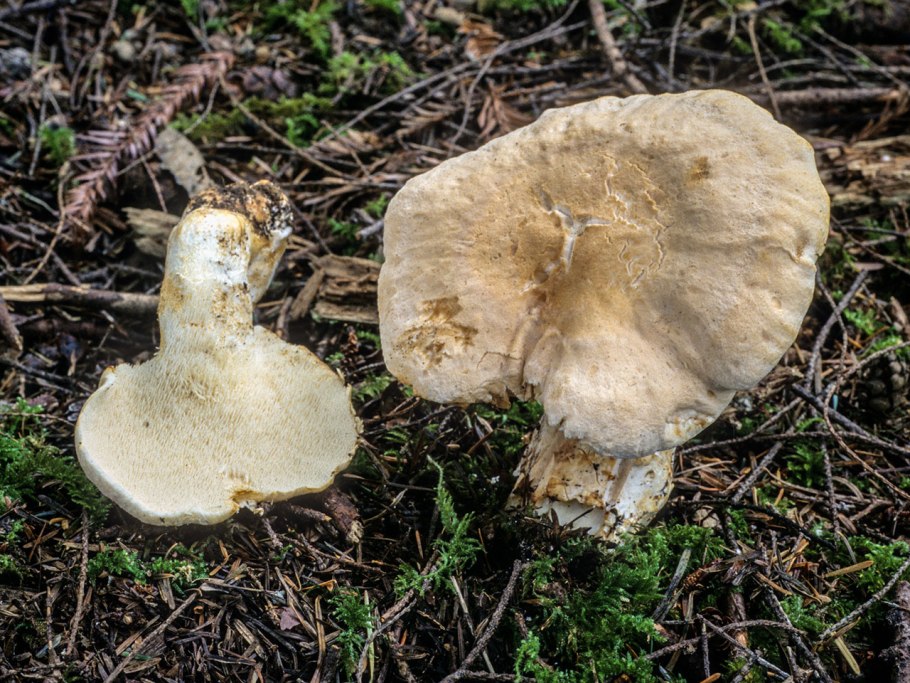 Hydnum repandum