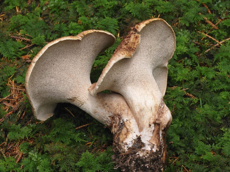 Ежовик пестрый sarcodon imbricatus