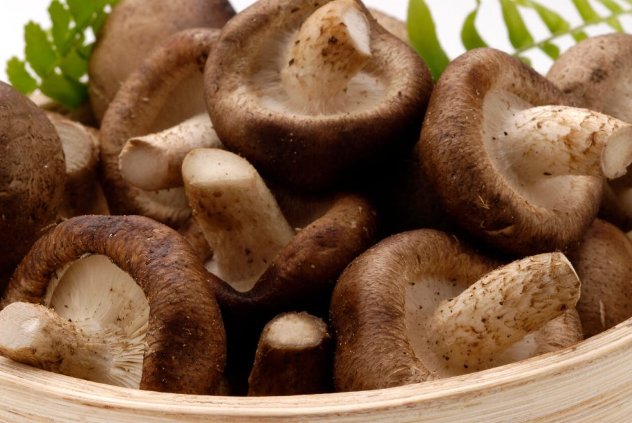 Шиитаке Shiitake (Lentinula edodes)