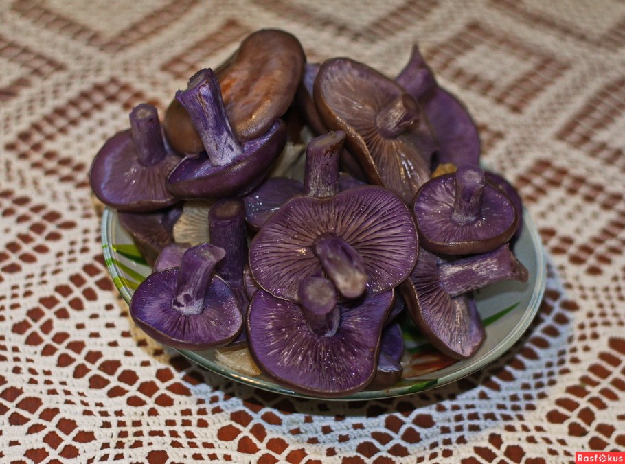 Маринование рядовок фиалковых