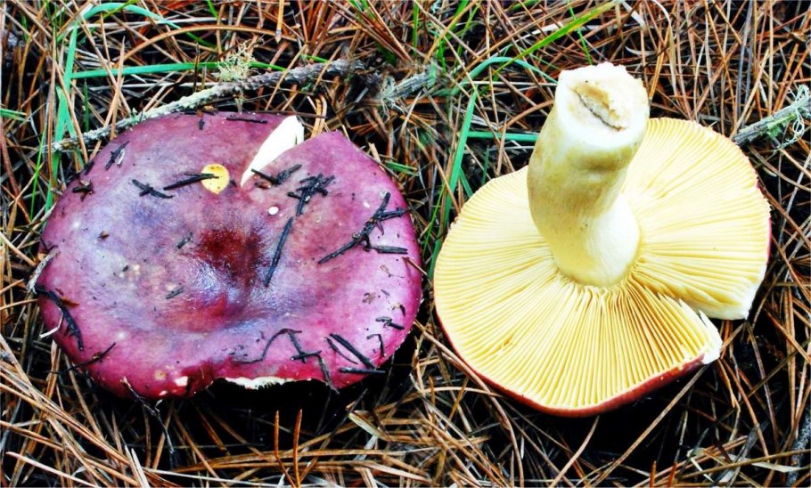 Боровик девичий (Boletus appendiculatus)