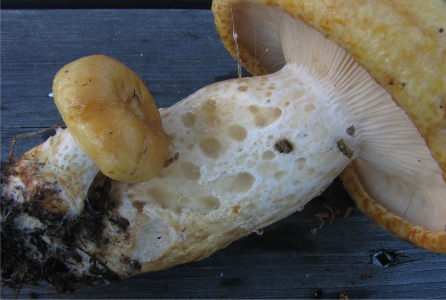 Шампиньон двукольцевой Agaricus bitorquis