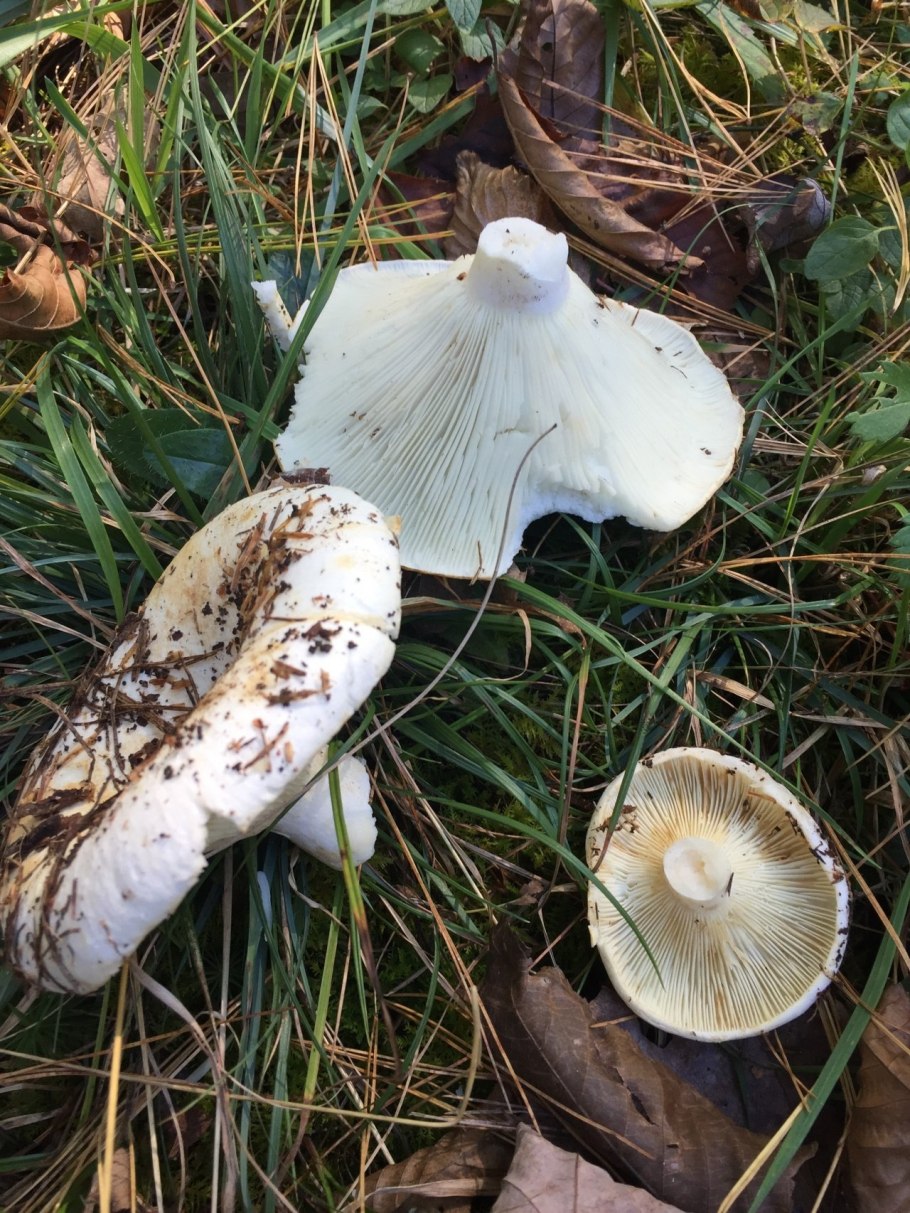 Russula Delica (подгруздок белый)