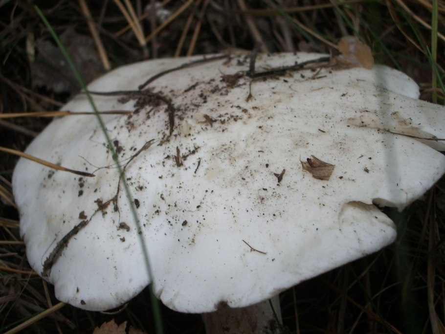 Гриб Белянка скрипуха